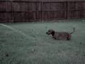 Daschund vs. Garden Hose