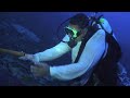 �_�C�o�[Capture of Juv. Bandit A... 