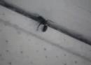 Ants in time to La Campanella