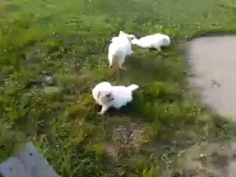 Its Puppy playtime outside