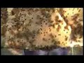 Bees for beginners Part 6