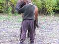 videos de Un om beattt ....