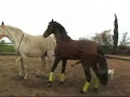 yeguada susaeta caballosyeguas cubricion videos caballos