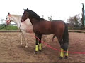 yeguada susaeta, caballos,yeguas, cubricion, videos caballos yeguada susaeta, caballos,yeguas, cubricion, videos caballos