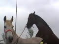 yeguada susaeta caballosyeguas cubricion videos caballos