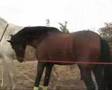 yeguada susaeta, caballos,yeguas, cubricion, videos caballos