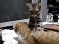 マッサージ猫