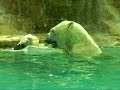 Bataille rangée entre ours
