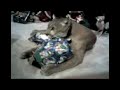 mp3 iPod Tree Tigur Robin Doc Present PodShow Podcast Pet Movie Cute Cuddly Cougar Christmas AllCritters Cat Animal