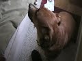 Doris the Hound has some fun - ADOPTED!