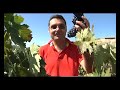 Vendimia2011-25.flv