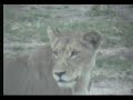 Lions Nkorho Pan Part 1