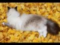 Images d'automne.mov