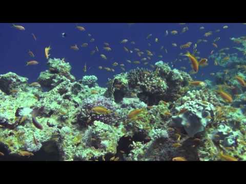 See video