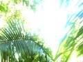 Travel Belize Central America:Travel Video PostCard