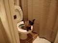 Salem Litter Kwitter stage 3 going #1
