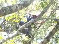 videos de GUARIBISMO - Pirenópolis-GO