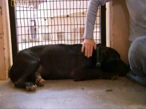 3 pitbulls