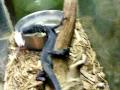 Black tree monitor feeding 8