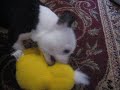 Petey attacks the duck Petey attacks the duck