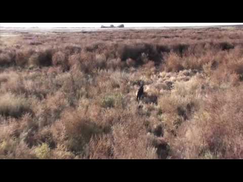 Cedar Ridge Aviation Helicopter Pig Hunt (no music)