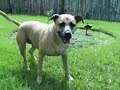Honey chasing the hose - Mar 21 2008