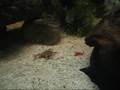 Young dwarf aquatic frog eating bloodworm