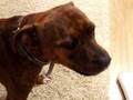videos de Roxy not like camera