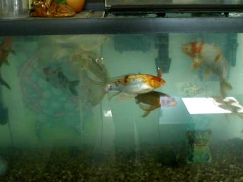 gint koi