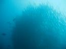Cloud of Barracudas