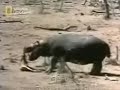 UNBELIEVABLE -AMAZING ANIMALS UNBELIEVABLE -AMAZING ANIMALS