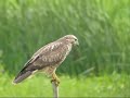 Buizerd en Torenvalk