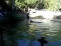 crocodile Cairns