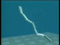 evolved virtual creatures   criaturas virtuais evoluã­das