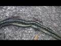 Pet Dead-Snake