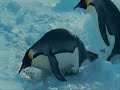 penguins.html