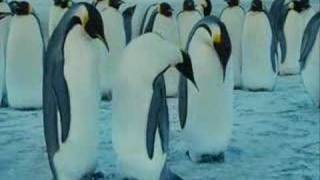 มาดูความน่ารักของ King Penguins กัน