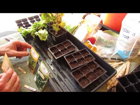 how to harvest arugula so it keeps growing