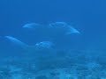 Maldives Chaaya Reef Ellaidhoo 10 Manta Rays And