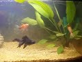 Petit quarium de débutant