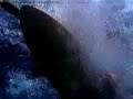 Boards of Canda - Dayvan Cowboy