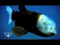 Macropinna pez barreleye.mp4
