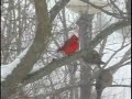 Cardinal in snow storm Cardinal in snow storm
