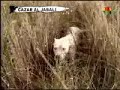 Caceria con Dogos Argentinos (PARTE 2)