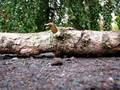 Heavy logging rc dozer