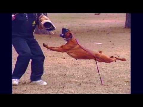 how to train boxer dog