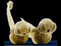 °Microscopic Soup of Ocean Life•○