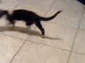My funny cat