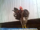 Ayam%20Serama%20Poknik%20Kota%20Bharu