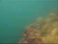 Snorkeling and freediving in western Norway!! Snorkeling and freediving in western Norway!!